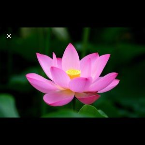 Meet your Posher, Adri